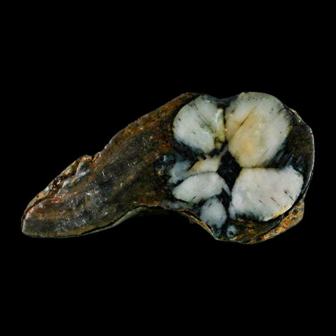 2.2" Rare Andalucite Var Chiastolite Mineral Specimen Asturias Province Boal Spain - Fossil Age Minerals