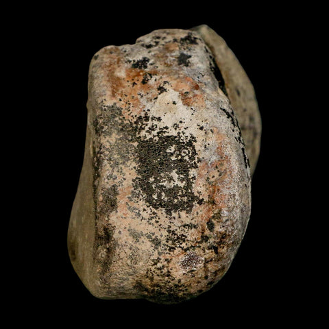 3.1" Hadrosaurus Fossil Toe Bone Lance Creek FM Dinosaur Cretaceous WY COA - Fossil Age Minerals