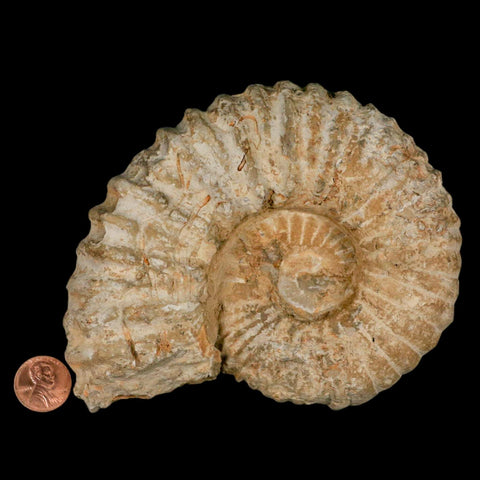5.1" Acanthoceras Ammonite Fossil Agadir Morocco 360 Million Year Old COA - Fossil Age Minerals
