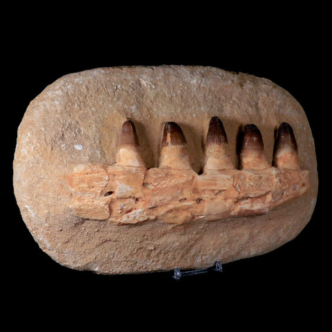 11" Crocodile Fossil Jaw Teeth Kem Kem Morocco Cretaceous Age Crocodilian Tooth - Fossil Age Minerals