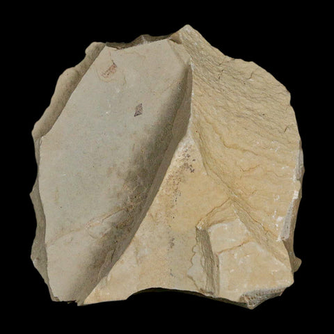 0.6" Fossil Valved Seed And Samara Green River Formation Uintah Utah Eocene Age - Fossil Age Minerals