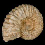 5.1" Acanthoceras Ammonite Fossil Agadir Morocco 360 Million Year Old COA