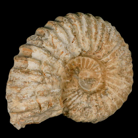 5.1" Acanthoceras Ammonite Fossil Agadir Morocco 360 Million Year Old COA - Fossil Age Minerals
