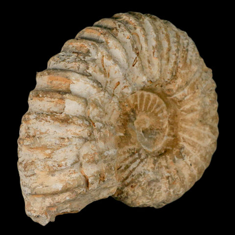 5.1" Acanthoceras Ammonite Fossil Agadir Morocco 360 Million Year Old COA - Fossil Age Minerals