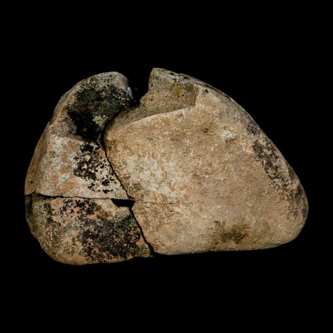 3.1" Hadrosaurus Fossil Toe Bone Lance Creek FM Dinosaur Cretaceous WY COA - Fossil Age Minerals