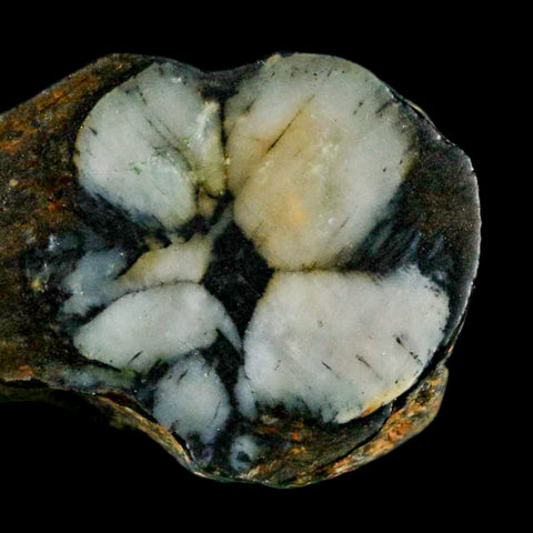 2.2" Rare Andalucite Var Chiastolite Mineral Specimen Asturias Province Boal Spain - Fossil Age Minerals