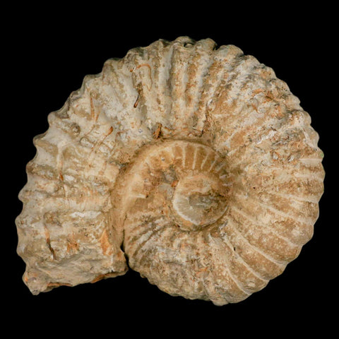 5.1" Acanthoceras Ammonite Fossil Agadir Morocco 360 Million Year Old COA - Fossil Age Minerals