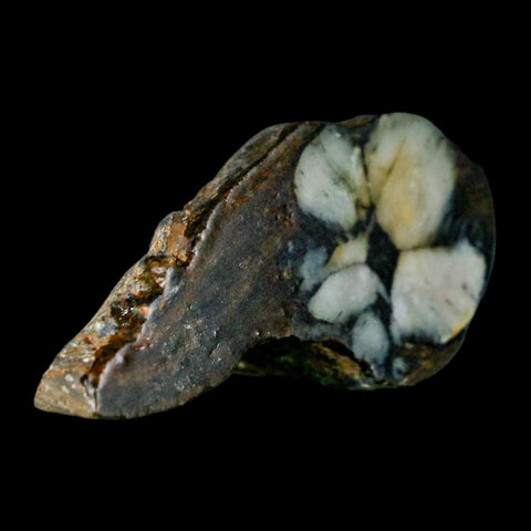 2.2" Rare Andalucite Var Chiastolite Mineral Specimen Asturias Province Boal Spain - Fossil Age Minerals