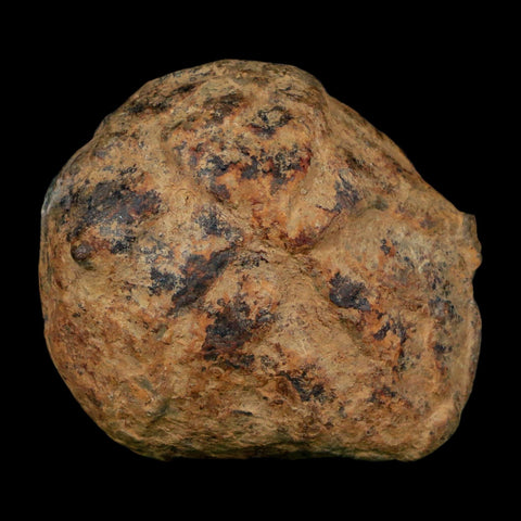 3" Septarian Dragon Stone Polished Halves Nodule Mineral Specimen Morocco