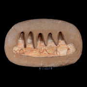 10.7" Crocodile Fossil Jaw Teeth Kem Kem Morocco Cretaceous Age Crocodilian Tooth