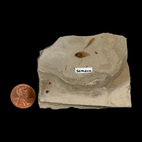 0.7" Fossil Samara Seeds Green River Formation Uintah Utah Eocene Age - Fossil Age Minerals