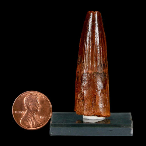 2" Spinosaurus Fossil Tooth 100 Million Years Old Cretaceous Dinosaur COA Stand