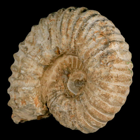 5.1" Acanthoceras Ammonite Fossil Agadir Morocco 360 Million Year Old COA - Fossil Age Minerals
