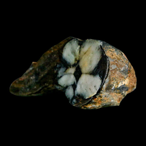 2.2" Rare Andalucite Var Chiastolite Mineral Specimen Asturias Province Boal Spain - Fossil Age Minerals