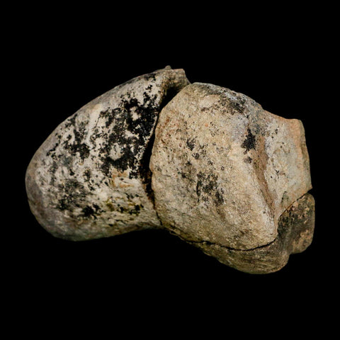 3.1" Hadrosaurus Fossil Toe Bone Lance Creek FM Dinosaur Cretaceous WY COA - Fossil Age Minerals