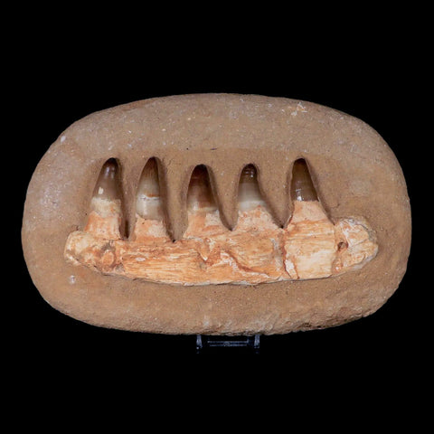 10.7" Crocodile Fossil Jaw Teeth Kem Kem Morocco Cretaceous Age Crocodilian Tooth - Fossil Age Minerals