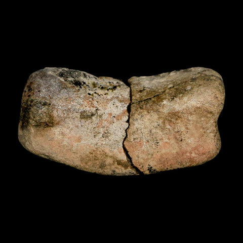 3.1" Hadrosaurus Fossil Toe Bone Lance Creek FM Dinosaur Cretaceous WY COA - Fossil Age Minerals