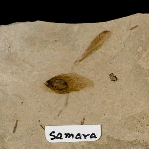 0.7" Fossil Samara Seeds Green River Formation Uintah Utah Eocene Age - Fossil Age Minerals
