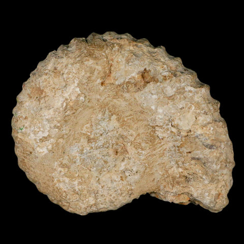 5.1" Acanthoceras Ammonite Fossil Agadir Morocco 360 Million Year Old COA - Fossil Age Minerals