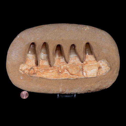 10.7" Crocodile Fossil Jaw Teeth Kem Kem Morocco Cretaceous Age Crocodilian Tooth - Fossil Age Minerals