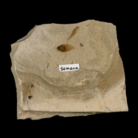 0.7" Fossil Samara Seeds Green River Formation Uintah Utah Eocene Age - Fossil Age Minerals