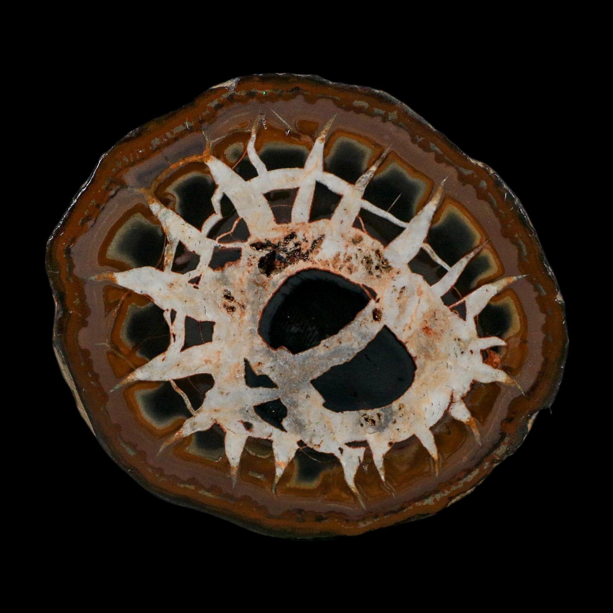 3.1" Septarian Dragon Stone Polished Halves Nodule Mineral Specimen Morocco - Fossil Age Minerals
