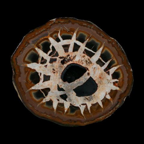3.1" Septarian Dragon Stone Polished Halves Nodule Mineral Specimen Morocco