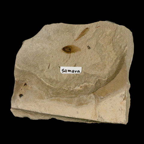 0.7" Fossil Samara Seeds Green River Formation Uintah Utah Eocene Age - Fossil Age Minerals