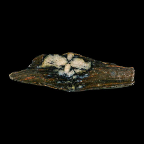 2.8" Rare Andalucite Var Chiastolite Mineral Specimen Asturias Province Boal Spain - Fossil Age Minerals
