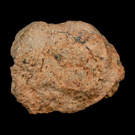 1.7" Triceratops Fossil Frill Bone Lance Creek FM Cretaceous Dinosaur WY COA