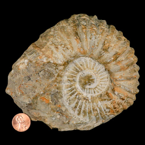 5.2" Acanthoceras Ammonite Fossil Agadir Morocco 360 Million Year Old COA - Fossil Age Minerals