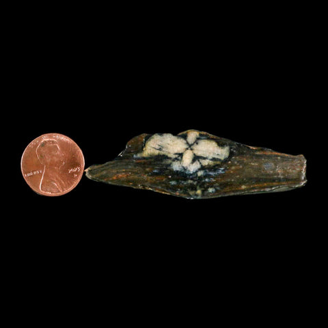 2.8" Rare Andalucite Var Chiastolite Mineral Specimen Asturias Province Boal Spain - Fossil Age Minerals