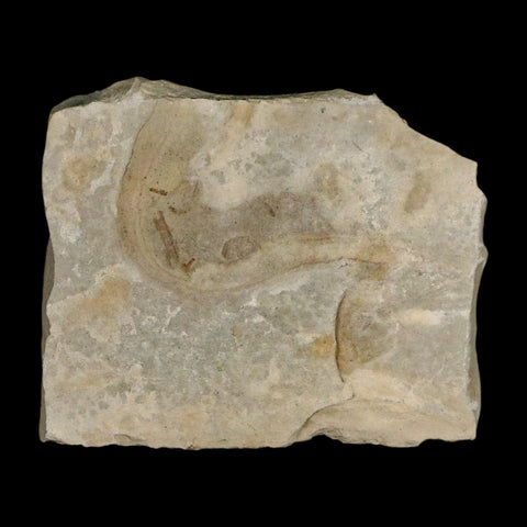 0.7" Fossil Samara Seeds Green River Formation Uintah Utah Eocene Age - Fossil Age Minerals