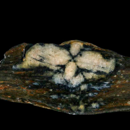 2.8" Rare Andalucite Var Chiastolite Mineral Specimen Asturias Province Boal Spain