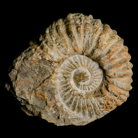 5.2" Acanthoceras Ammonite Fossil Agadir Morocco 360 Million Year Old COA