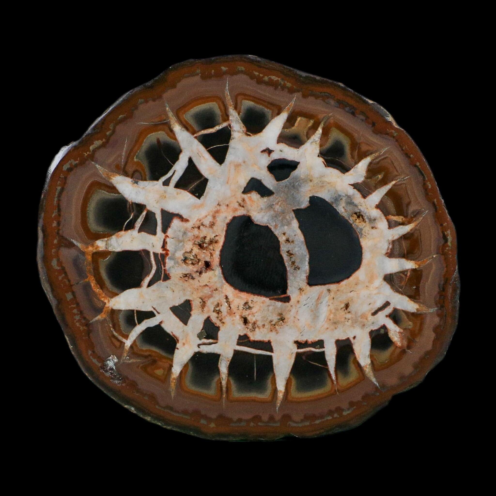3.1" Septarian Dragon Stone Polished Halves Nodule Mineral Specimen Morocco - Fossil Age Minerals