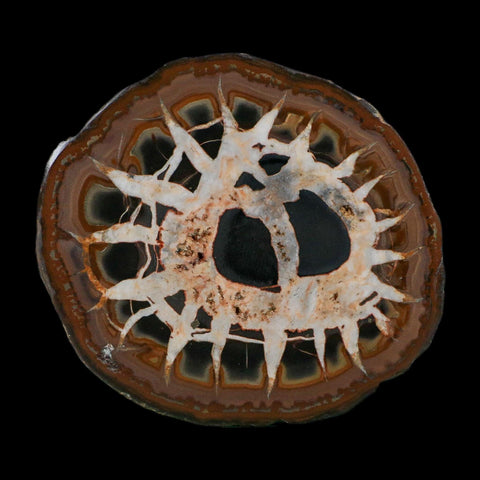 3.1" Septarian Dragon Stone Polished Halves Nodule Mineral Specimen Morocco
