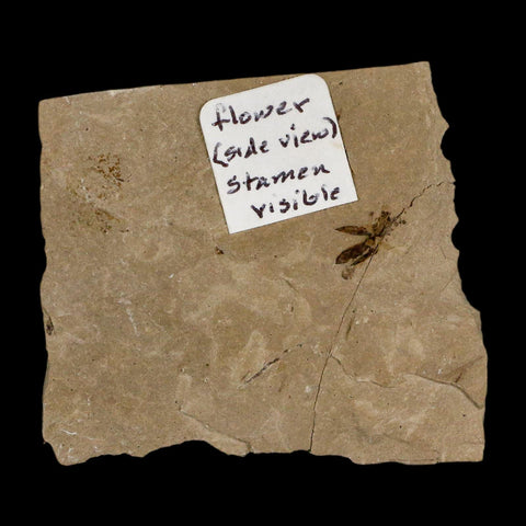 0.3" Detailed Fossil Flower Plant Green River FM Uintah County Utah Eocene Age - Fossil Age Minerals