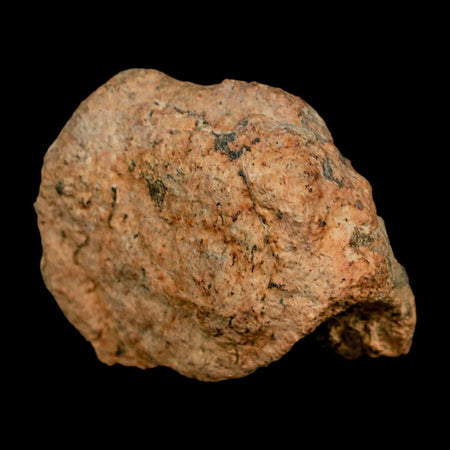 1.7" Triceratops Fossil Frill Bone Lance Creek FM Cretaceous Dinosaur WY COA