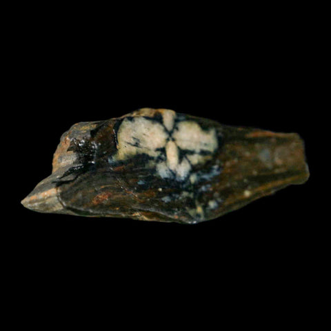 2.8" Rare Andalucite Var Chiastolite Mineral Specimen Asturias Province Boal Spain - Fossil Age Minerals