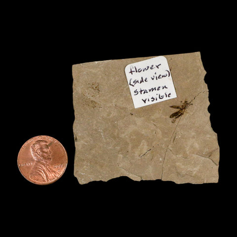0.3" Detailed Fossil Flower Plant Green River FM Uintah County Utah Eocene Age - Fossil Age Minerals