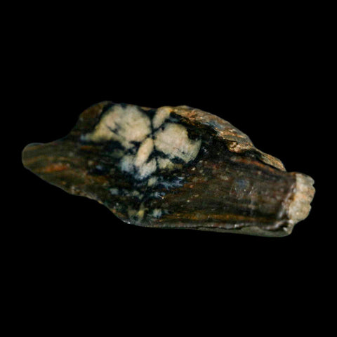 2.8" Rare Andalucite Var Chiastolite Mineral Specimen Asturias Province Boal Spain - Fossil Age Minerals