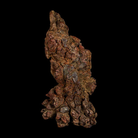3" Prehistoric Coprolite Fossil Specimen Poop Dung Miocene Age Madagascar