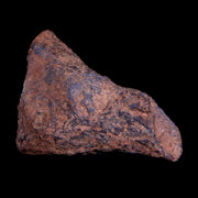Gibeon Meteorite Specimen Riker Display Namibia Africa Meteorites 9.1 Grams