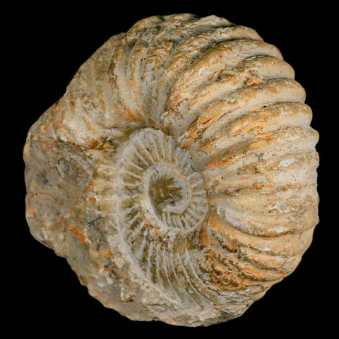 5.2" Acanthoceras Ammonite Fossil Agadir Morocco 360 Million Year Old COA - Fossil Age Minerals