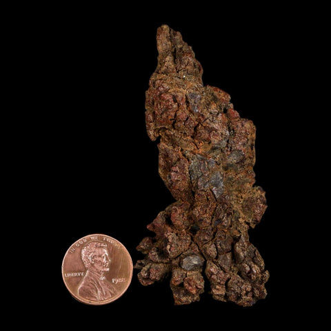 3" Prehistoric Coprolite Fossil Specimen Poop Dung Miocene Age Madagascar - Fossil Age Minerals