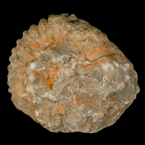 5.2" Acanthoceras Ammonite Fossil Agadir Morocco 360 Million Year Old COA - Fossil Age Minerals