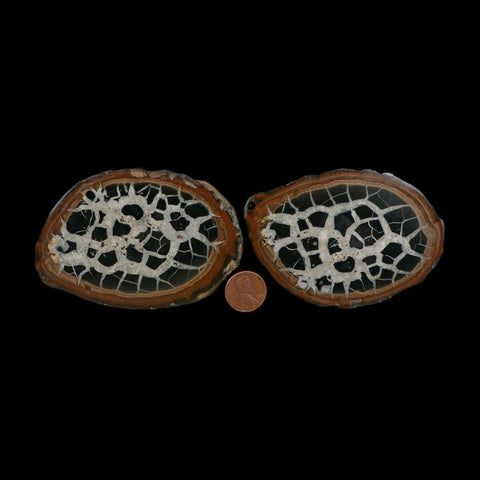 XL 3.7" Septarian Dragon Stone Polished Halves Nodule Mineral Specimen Morocco