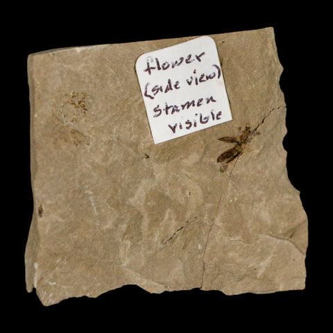 0.3" Detailed Fossil Flower Plant Green River FM Uintah County Utah Eocene Age - Fossil Age Minerals