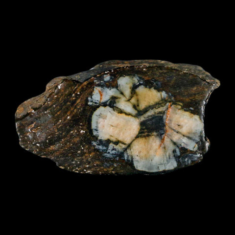 2.3" Rare Andalucite Var Chiastolite Mineral Specimen Asturias Province Boal Spain - Fossil Age Minerals